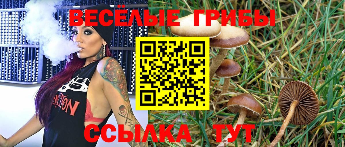 Галлюциногенные грибы Psilocybe Якутск